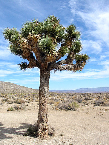 Foto Lone Pine - Panamint Springs - 